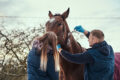 Coliche equine: sintomi, diagnosi e trattamenti veterinari